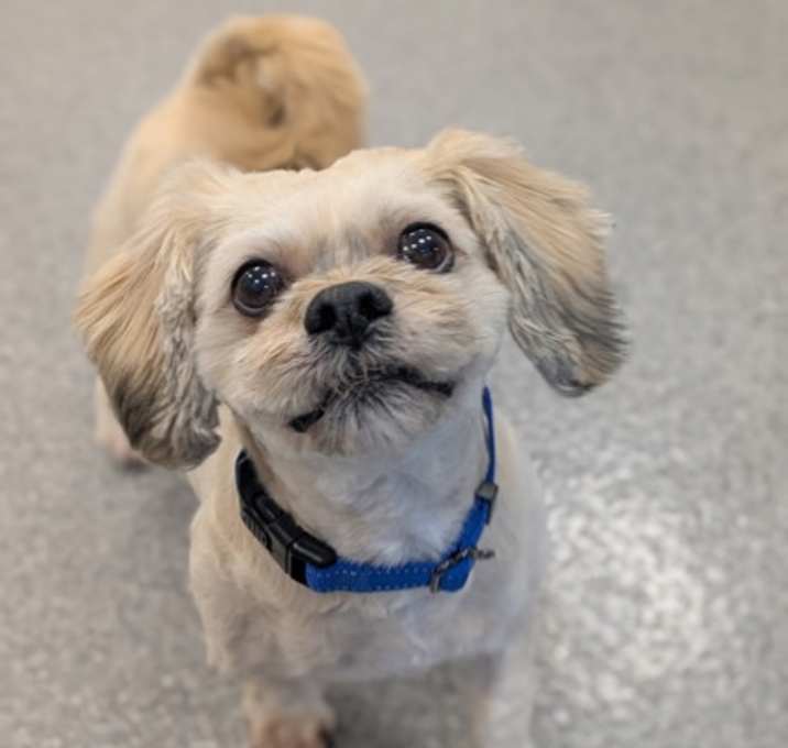 Photo of Twain (Bonded to Riley)