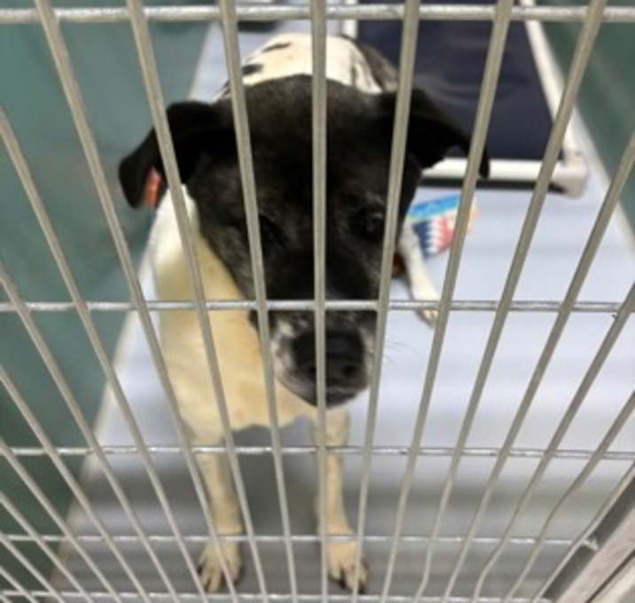 Photo of Bluebell 1958-25