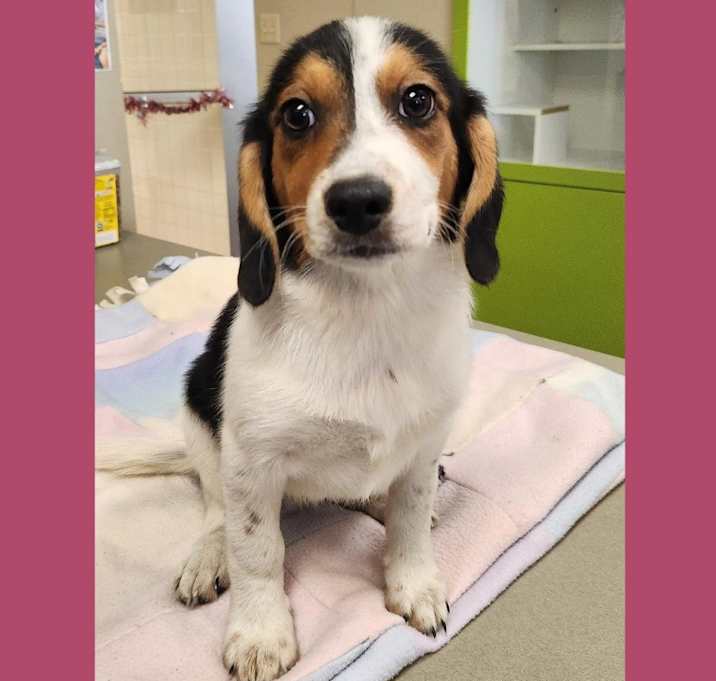 Photo of Dog Kennel #35