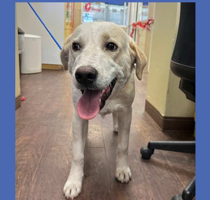 Photo of Dog Kennel #2