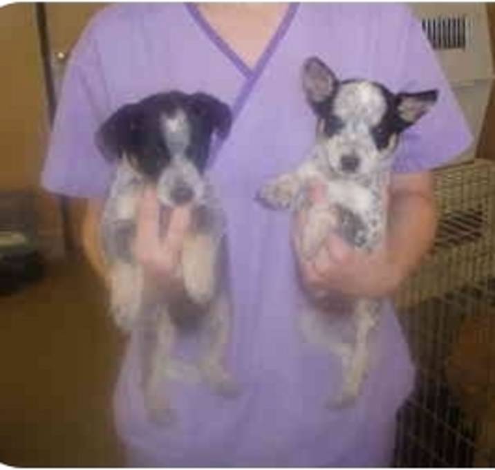 Photo of Micky and Mini