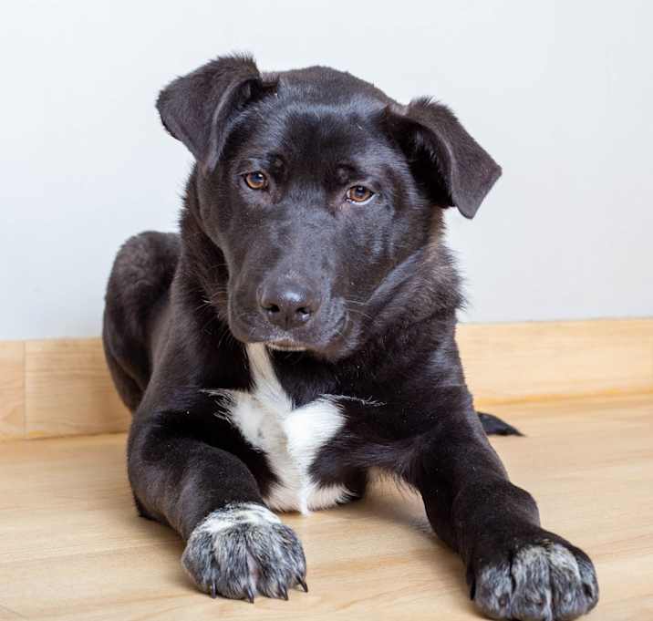 Photo of Sriracha D67440