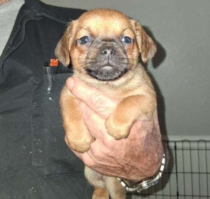 Photo of Cinnamon GC