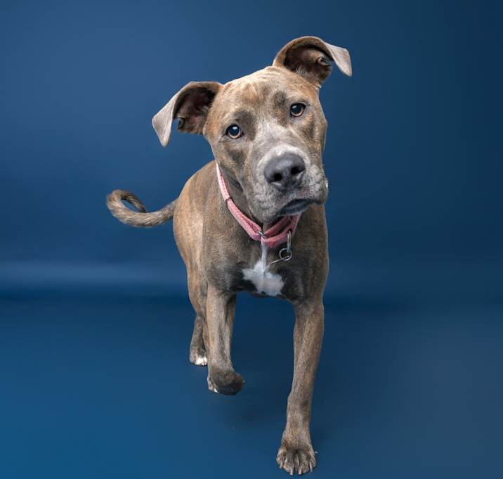 Photo of Capri--In Foster