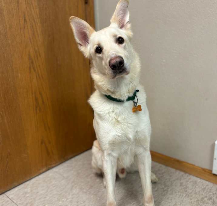 Photo of Tobi--In Foster