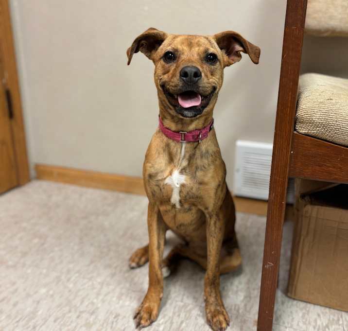 Photo of Ira--In Foster