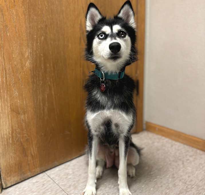 Photo of Haven--In Foster