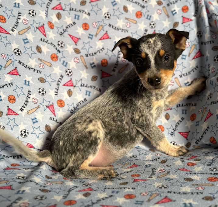 Photo of Gypsy vanner
