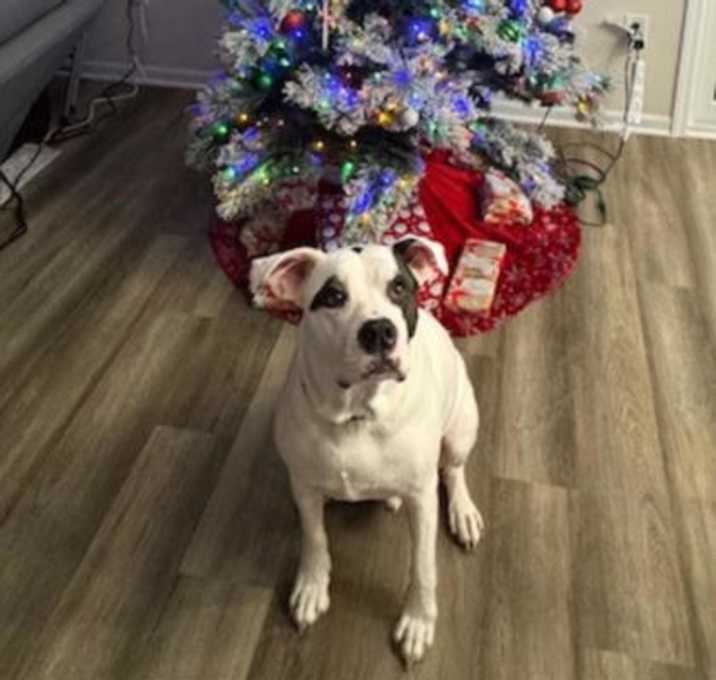 Photo of Daxton (In foster)