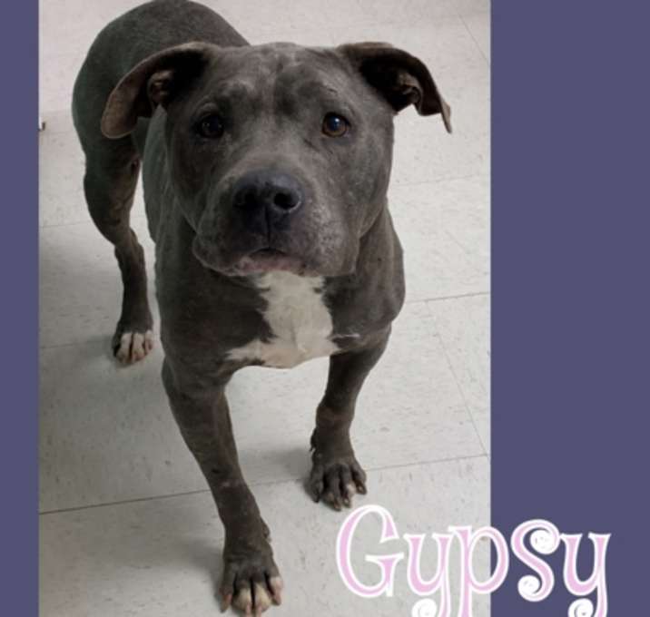 Photo of Gypsy