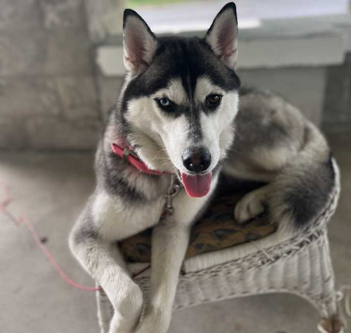 Photo of shamica council