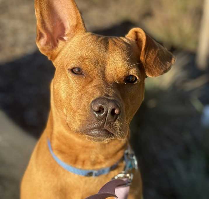 Photo of Tina Turner