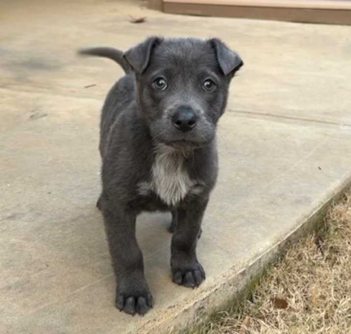 Photo of Bricklebaum