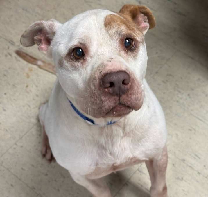 Photo of Nutcracker Bob