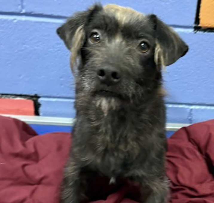 Photo of DONALD/IRGENT