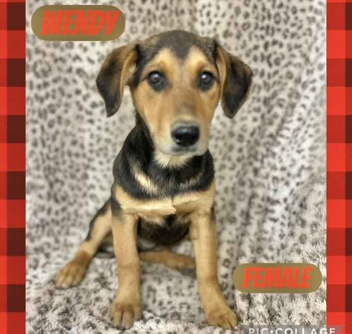 Photo of Wendy meet me 1/10