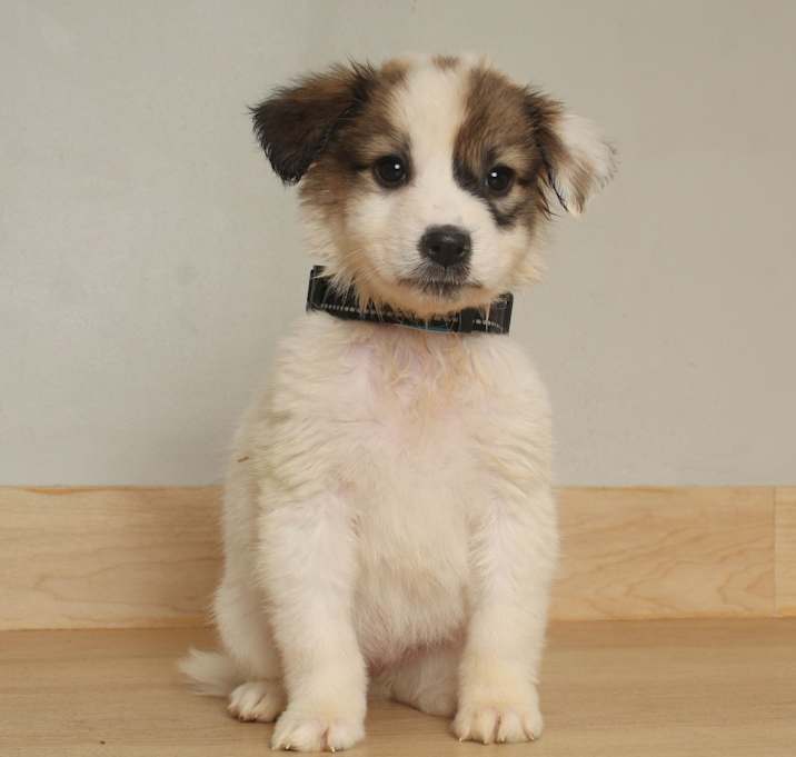 Photo of Darcy D67569