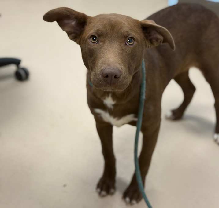 Photo of Charisma (Rosswood)