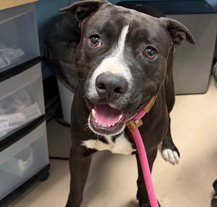 Photo of jimmy chew PBA-Stray-10479 (hazel)_3