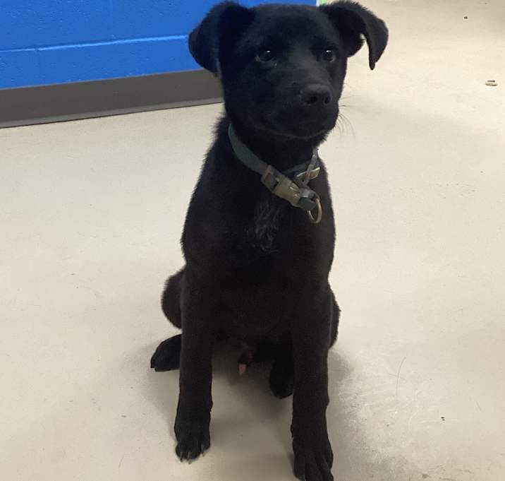 Photo of Clement (maple)