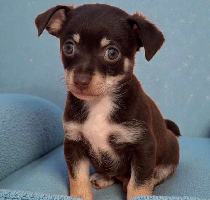 Photo of Juliet Pup - Romeo