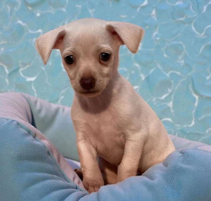 Photo of Juliet Pup - Capulet