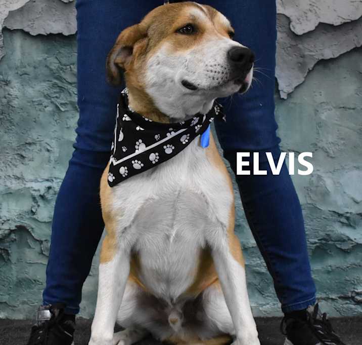 Photo of Elvis