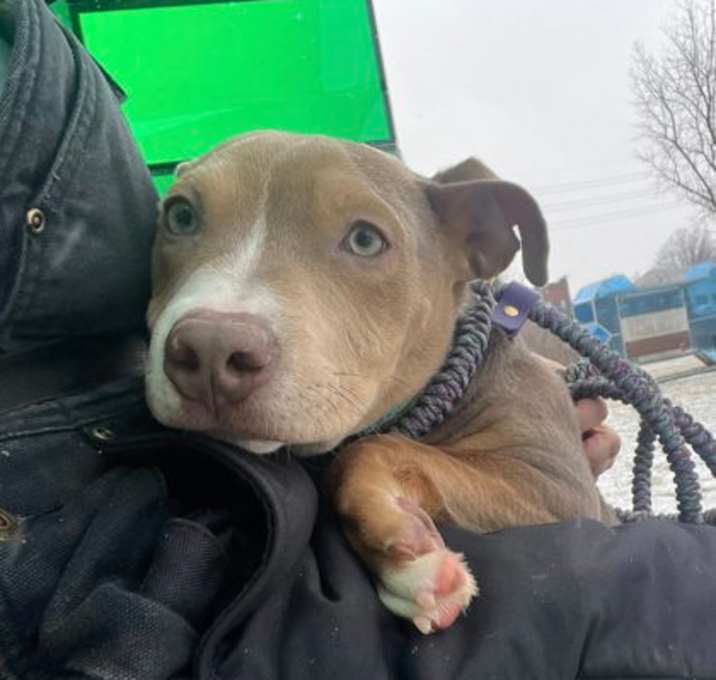 Photo of Whoopie Pie 153