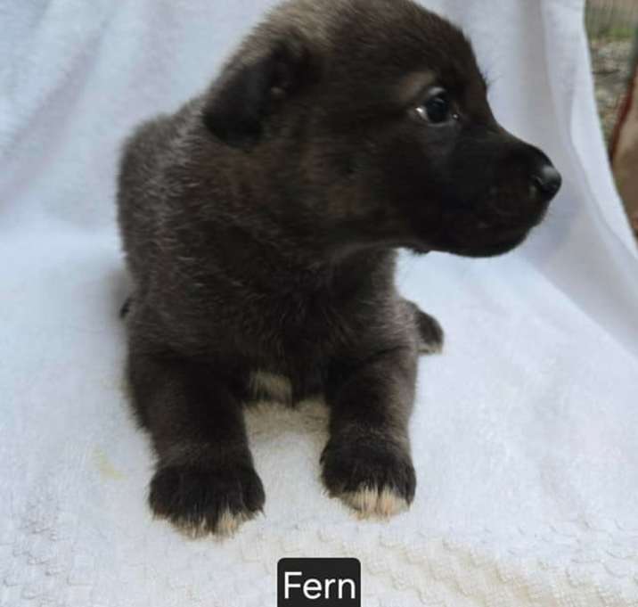 Photo of Fern