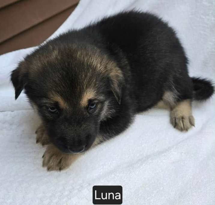 Photo of Luna