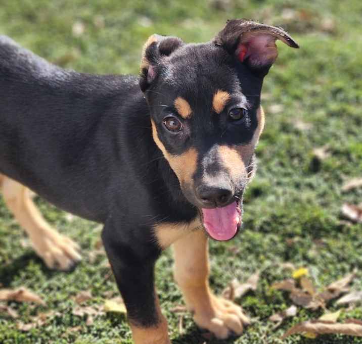 Photo of Huntress AL