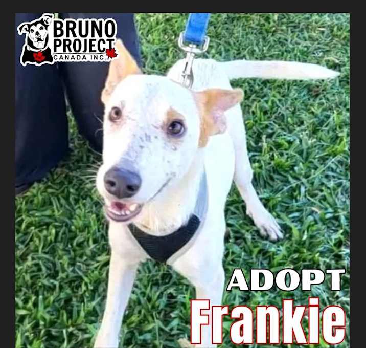 Photo of Frankie (aka Freckles)