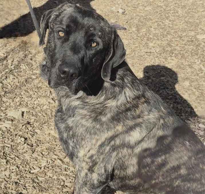 Photo of CAPTAIN HOOK