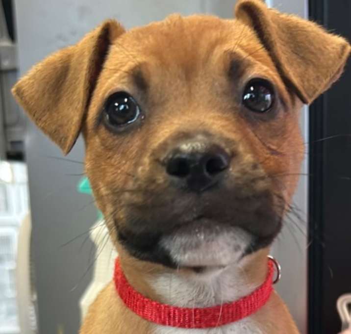 Photo of Dustin Henderson