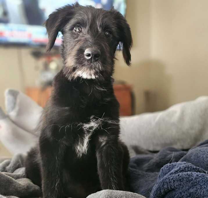 Photo of Bella the wiry doodle