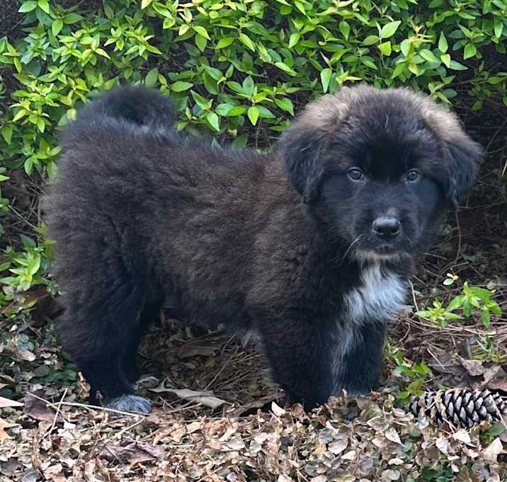 Photo of Pippin 22010