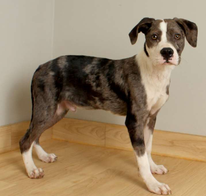 Photo of Bandito D66194