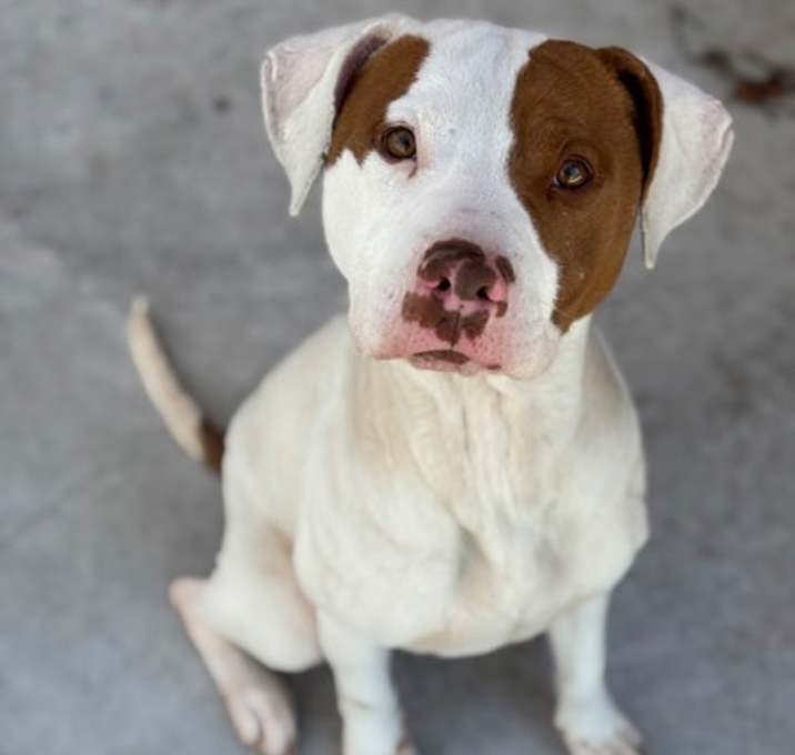 Photo of Yogi 25-D0544 HW+