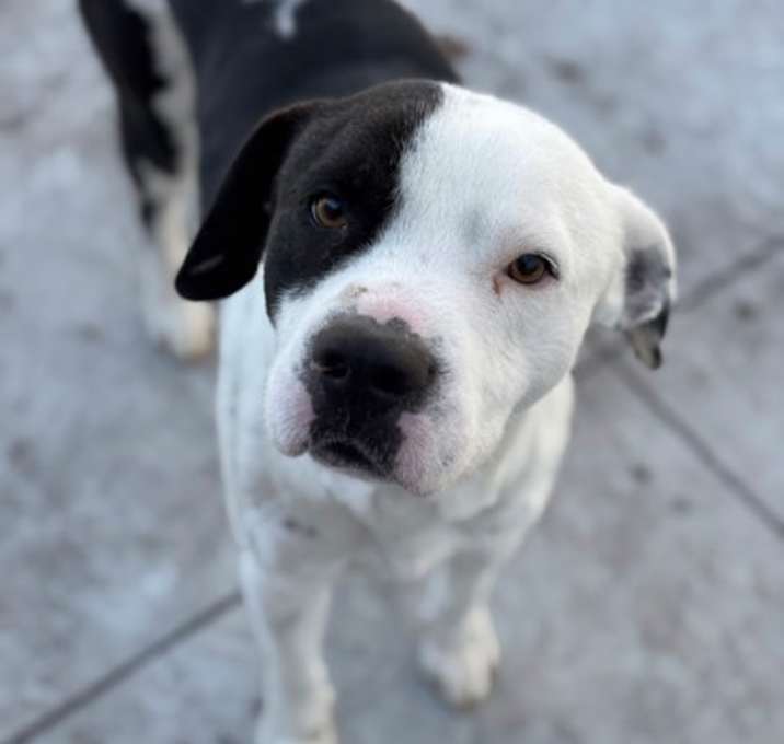 Photo of Oliver 25-D0536 HW+