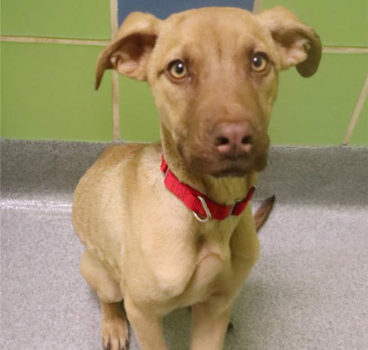 Photo of Hershey Kiss