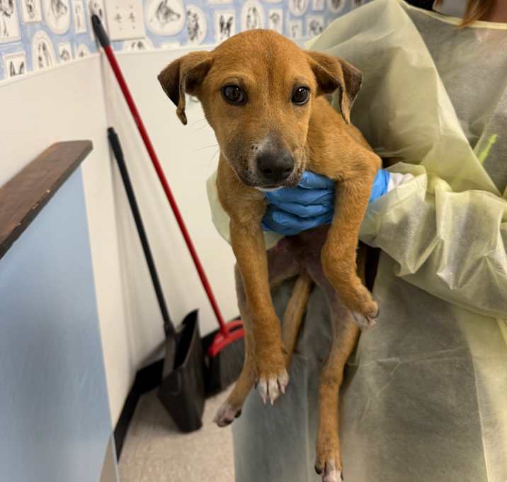 Photo of Norris 25-12-006