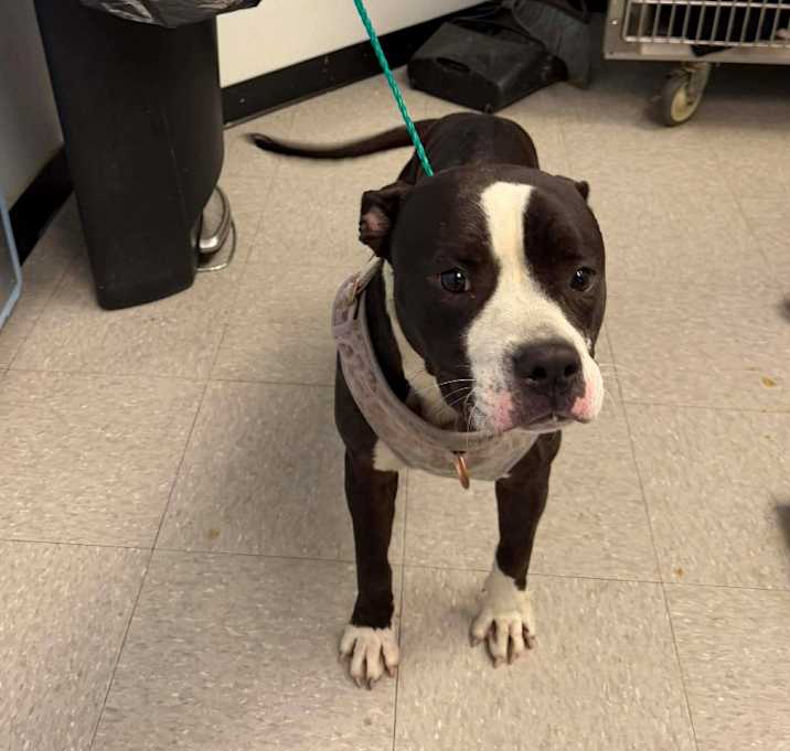 Photo of PortaBella 25-12-043