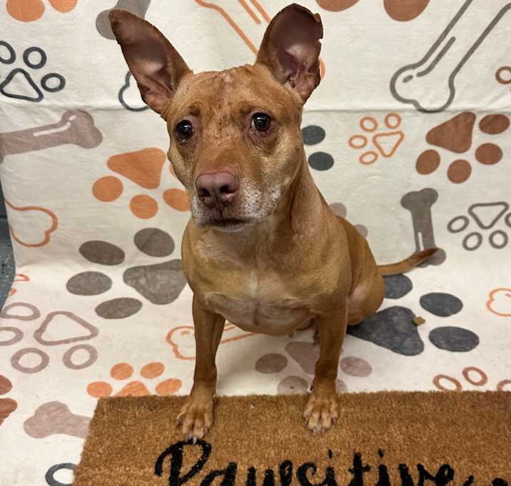 Photo of L-30-23 Ophelia