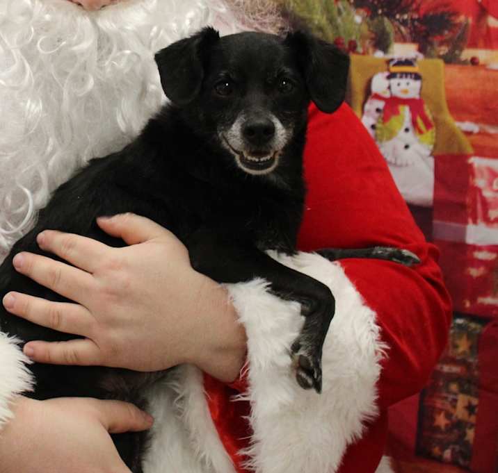 Photo of Sugar Cookie 