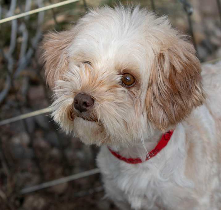 Photo of Chardonnay (JN25-455)