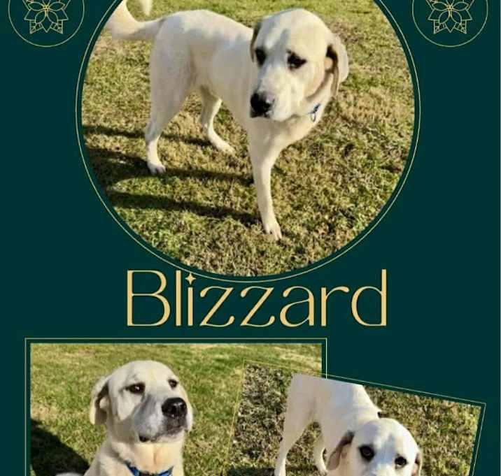 Photo of Blizzard aka Duke