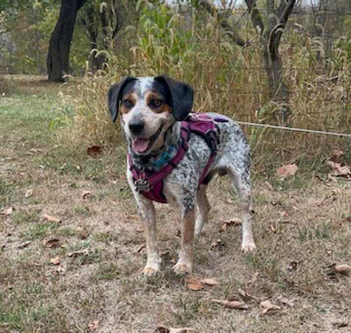 Photo of Rigley "Riggs"