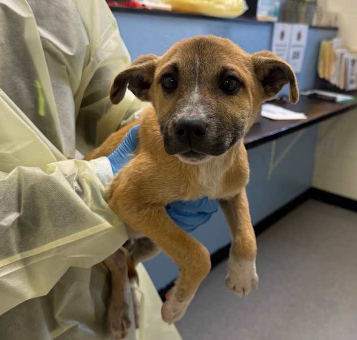 Photo of Chuck 25-12-006