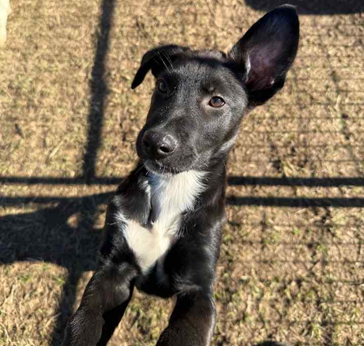 Photo of Cheeseburger