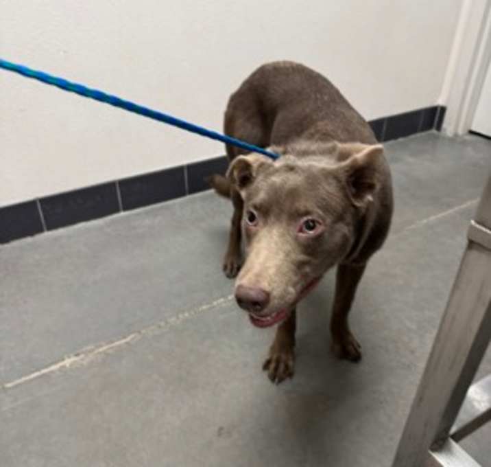 Photo of Snickerdoodle